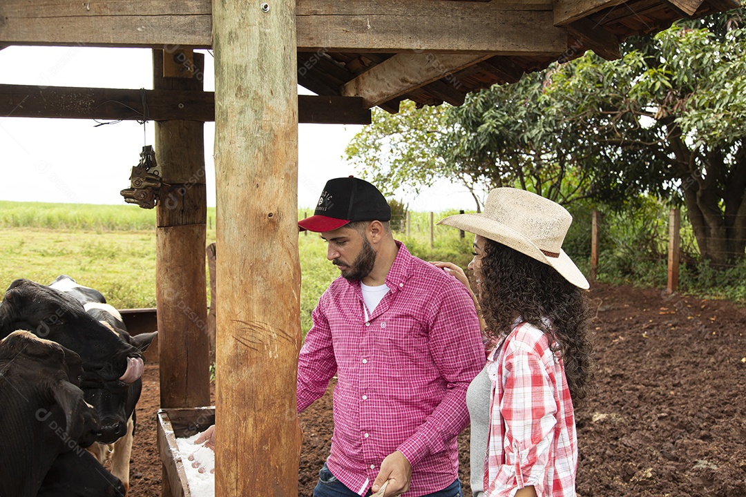 Homem e Mulher agricultores alimentando Bovinos sobre cochos fazenda