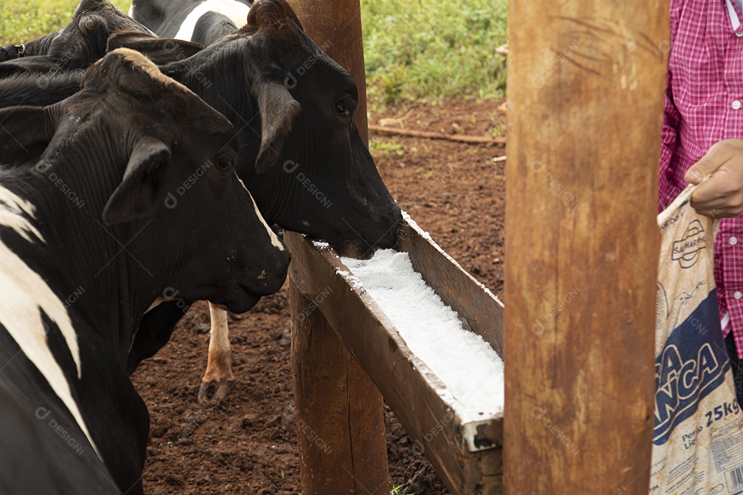 Agricultores alimentando Bovinos sobre cochos fazenda