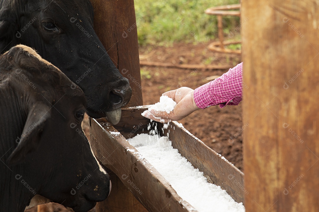 Agricultores alimentando Bovinos sobre cochos fazenda