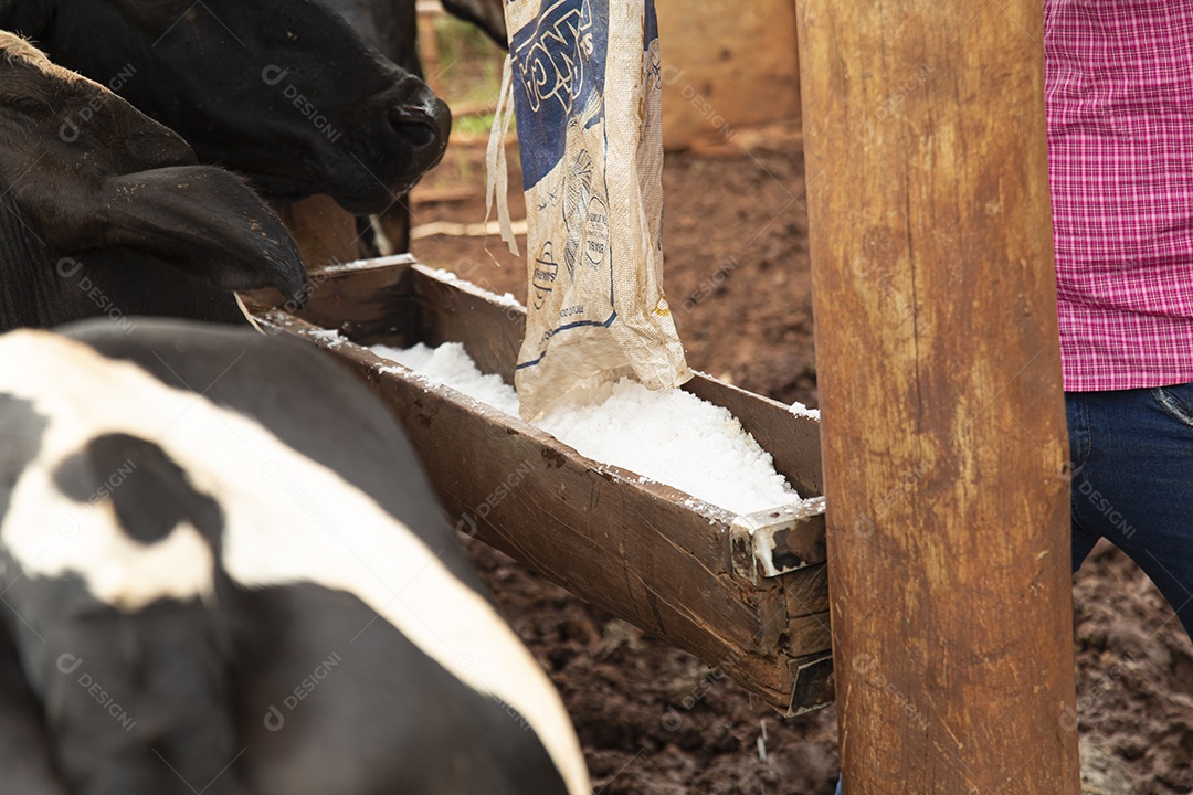 Agricultores alimentando Bovinos sobre cochos fazenda