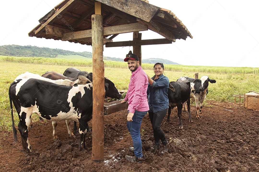 Homem e Mulher agricultores alimentando Bovinos sobre cochos fazenda