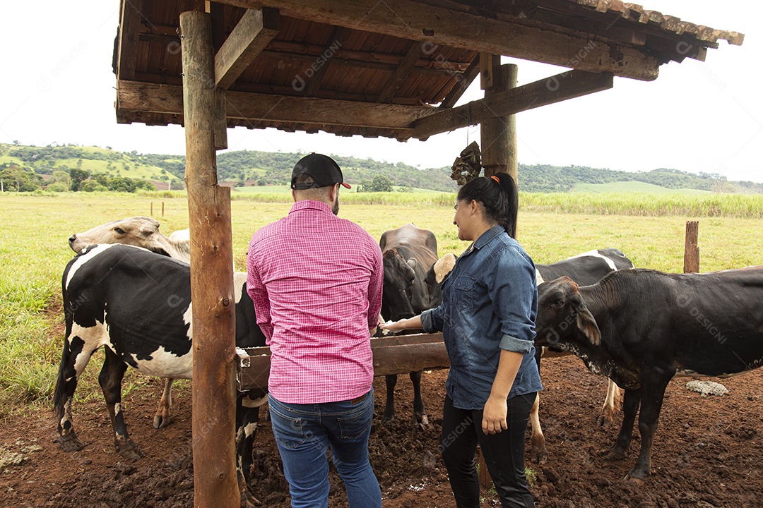 Homem e Mulher agricultores alimentando Bovinos sobre cochos fazenda