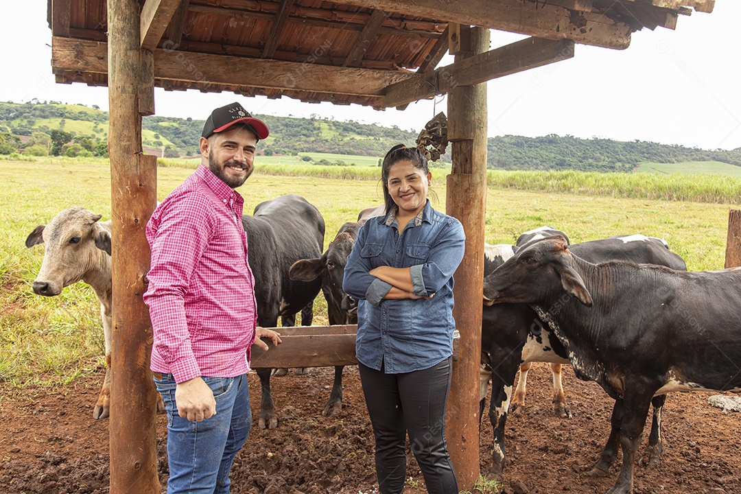 Homem e Mulher agricultores alimentando Bovinos sobre cochos fazenda