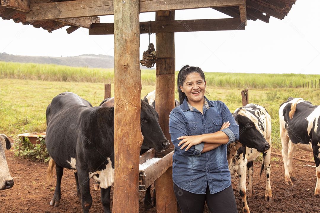 Mulher agricultora alimentando Bovinos sobre cochos fazenda