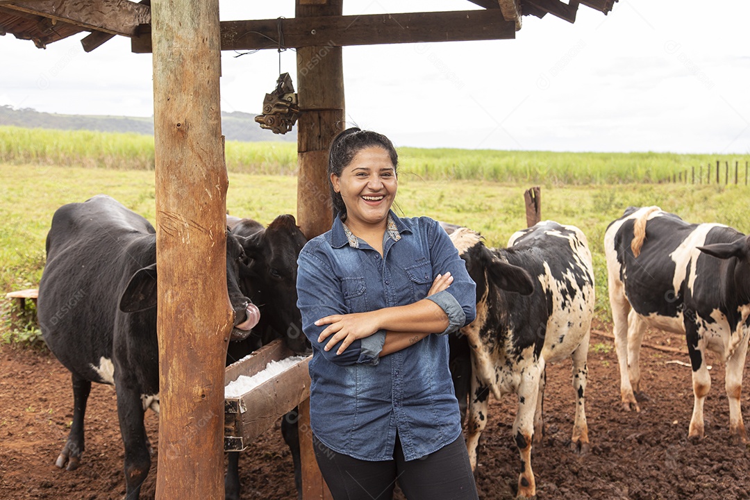 Mulher agricultora alimentando Bovinos sobre cochos fazenda