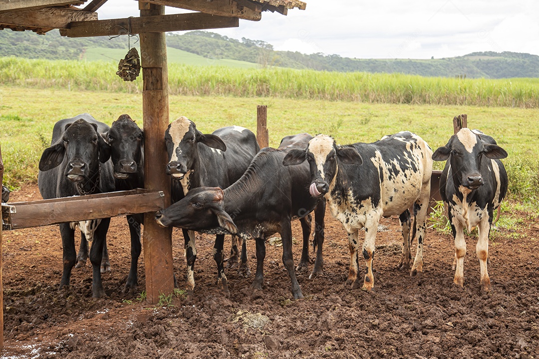 Bovinos sobre cochos fazenda