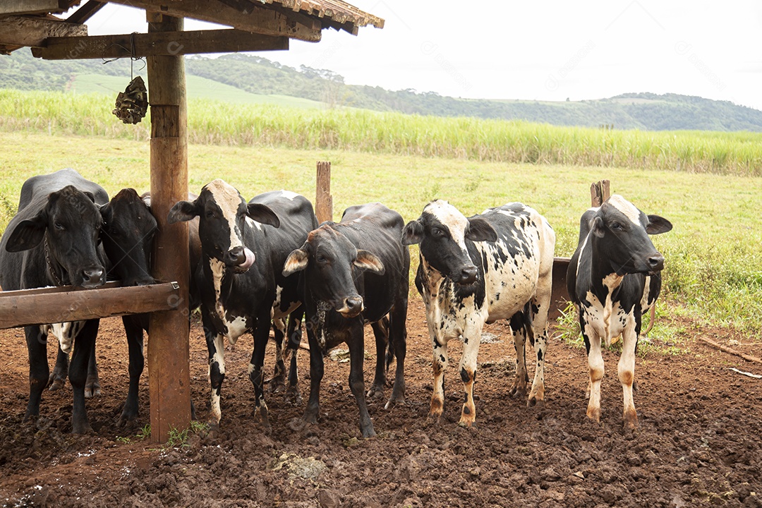 Bovinos sobre cochos fazenda