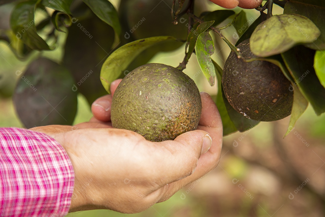 Homem jovem agricultor segurando fruta