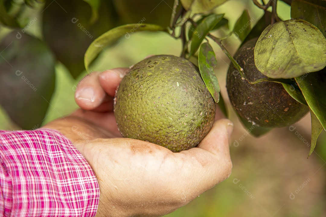 Homem jovem agricultor segurando fruta