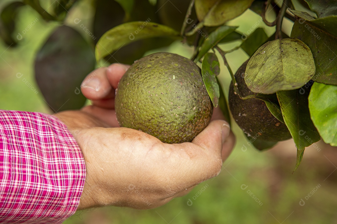 Homem jovem agricultor segurando fruta