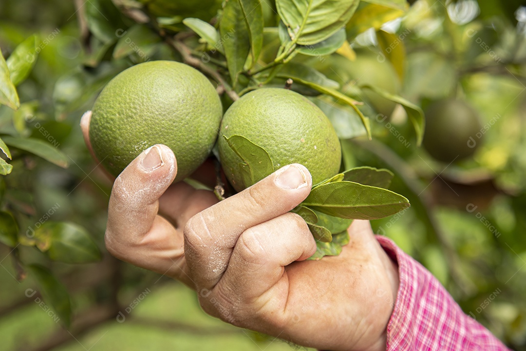 Homem jovem agricultor segurando fruta