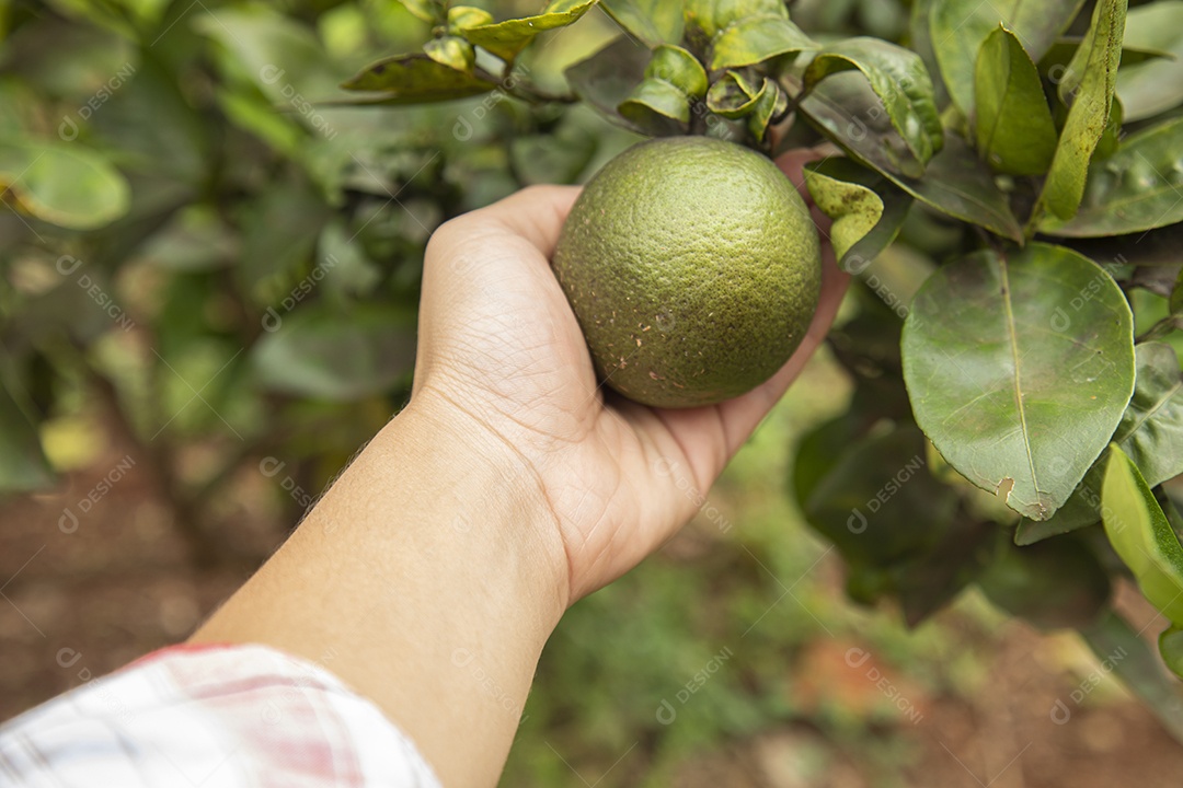 Homem jovem agricultora segurando fruta