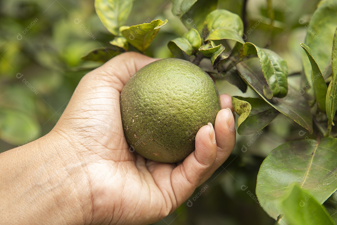 Homem jovem agricultora segurando fruta