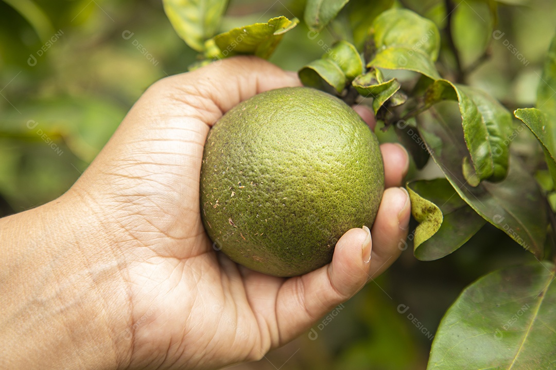 Homem jovem agricultora segurando fruta