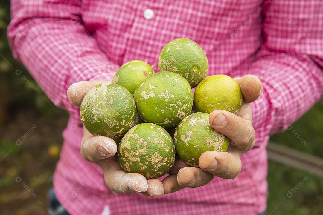 Homem jovem agricultora segurando fruta limão