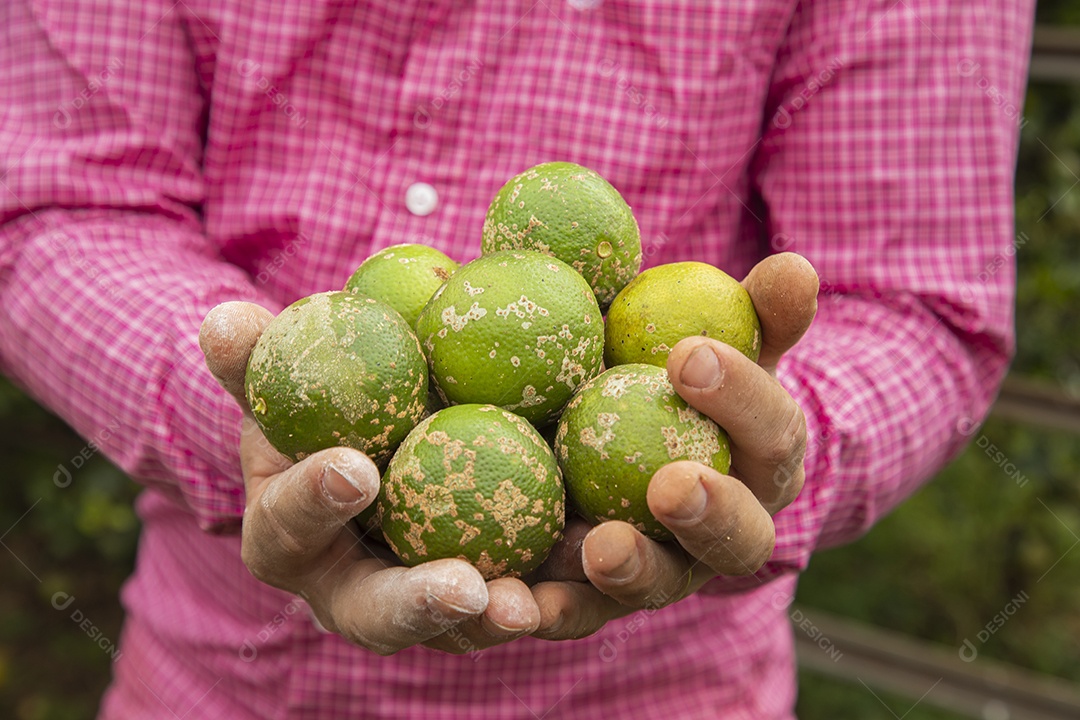 Homem jovem agricultora segurando fruta limão