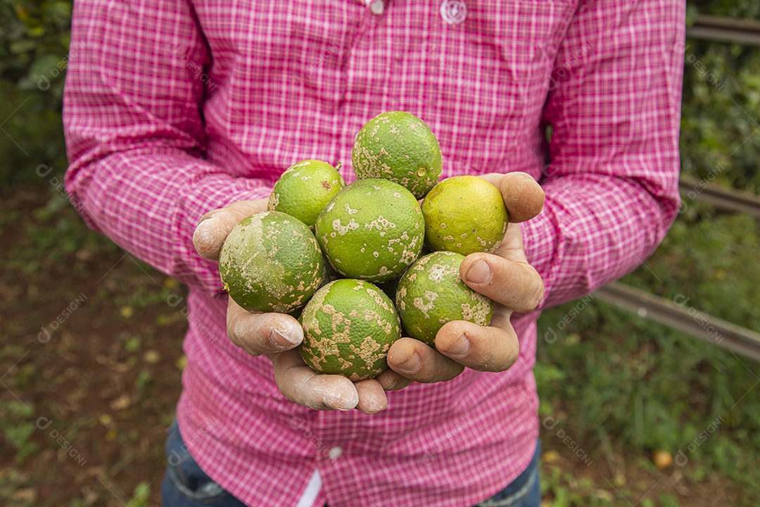 Homem jovem agricultora segurando fruta limão