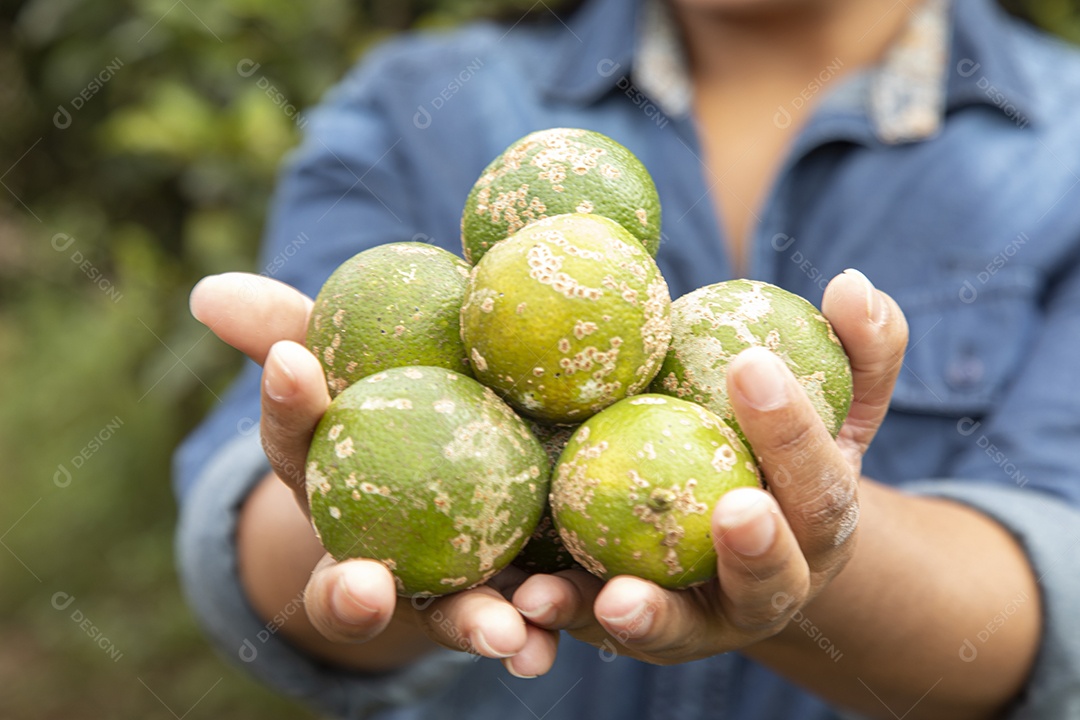 Mãos de jovem agricultor segurando fruta limão