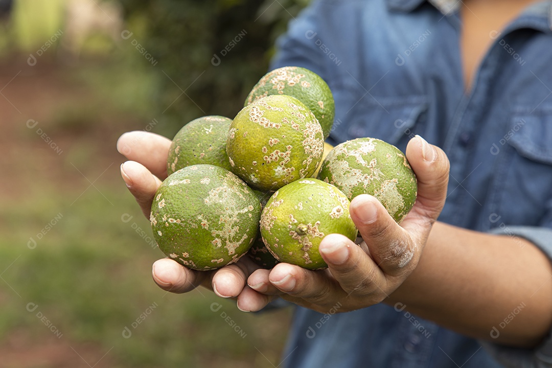 Mãos de jovem agricultor segurando fruta limão