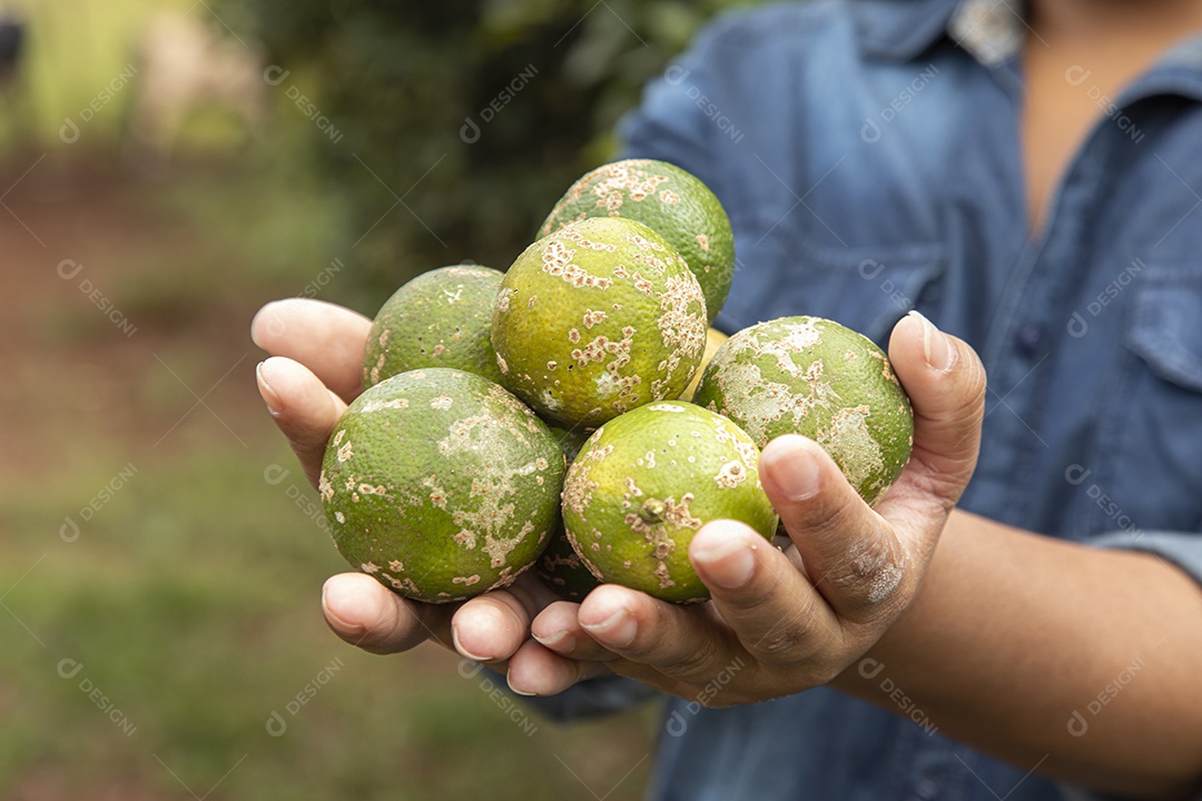 Mãos de jovem agricultor segurando fruta limão