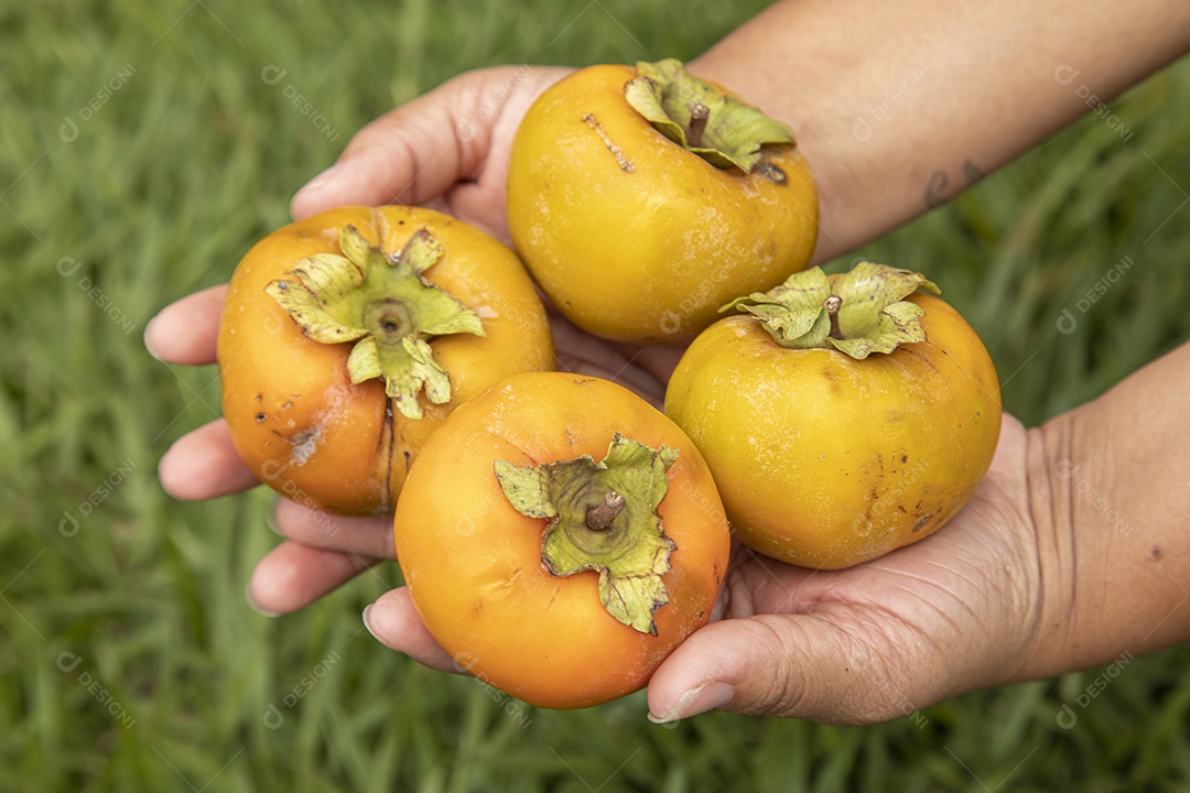 Mãos de jovem agricultor segurando fruta Caqui