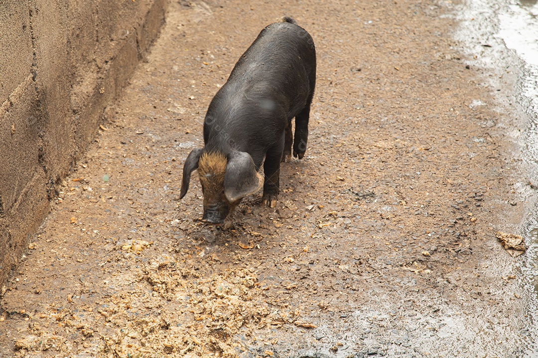 Porco sobre chiqueiro