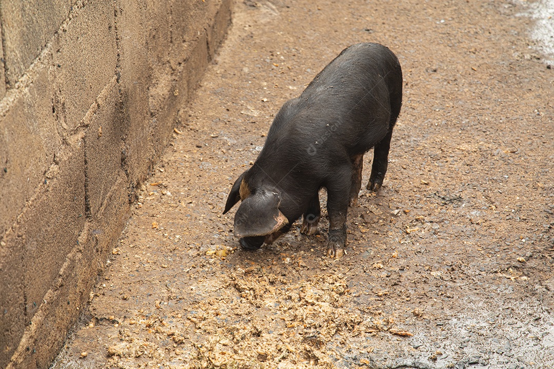 Porco sobre chiqueiro