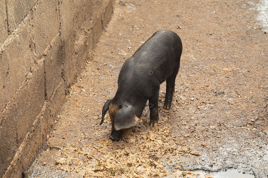 Porco sobre chiqueiro