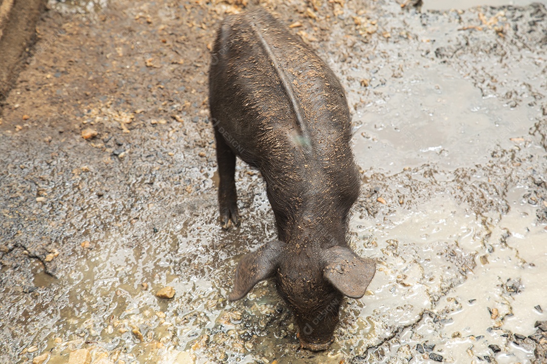 Porco sobre chiqueiro