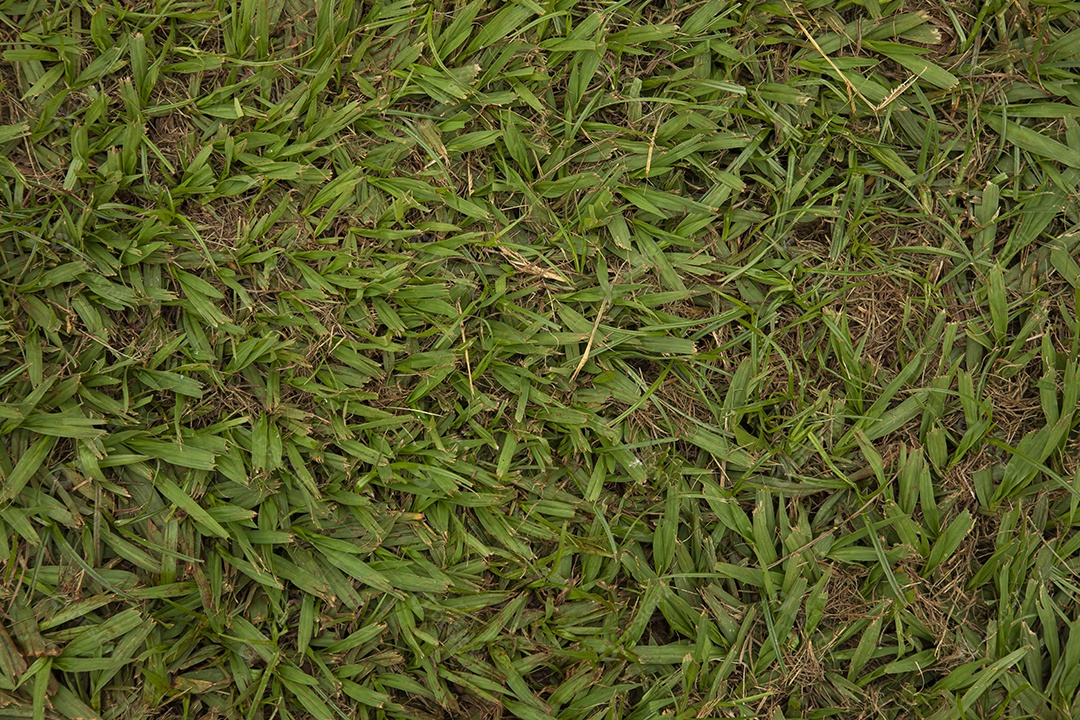 Textura de grama verde