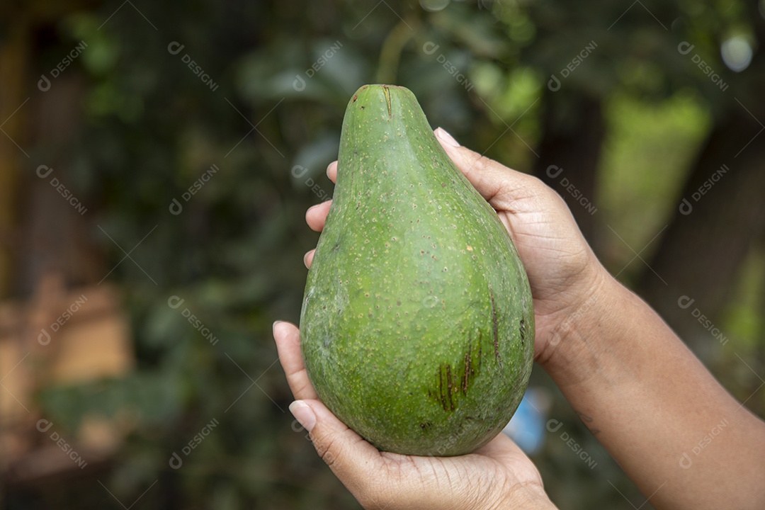 Mãos jovem agricultor sobre fazenda segurando fruta pera