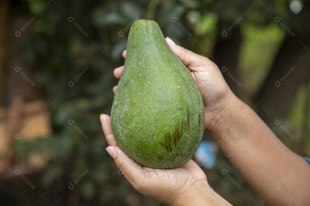 Mãos de jovem agricultor sobre fazenda segurando fruta pera
