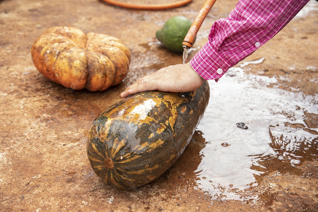 Homem jovem agricultor segurando Abóboras