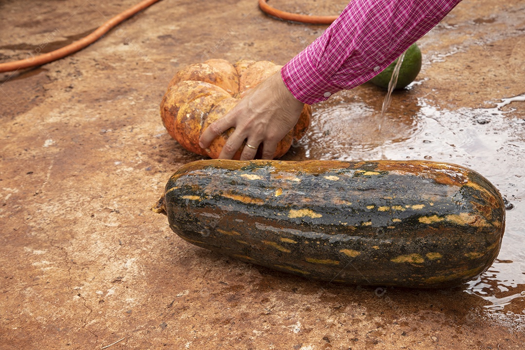 Homem jovem agricultor segurando Abóboras