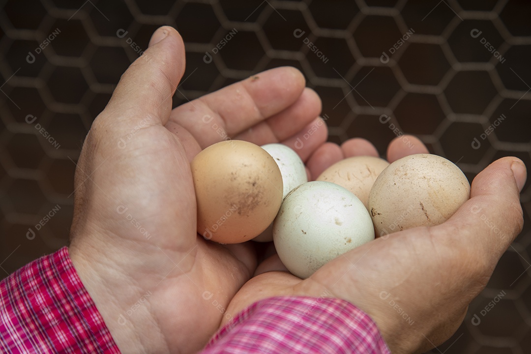 Mãos de agropecuarista segurando ovos caipiras de galinha