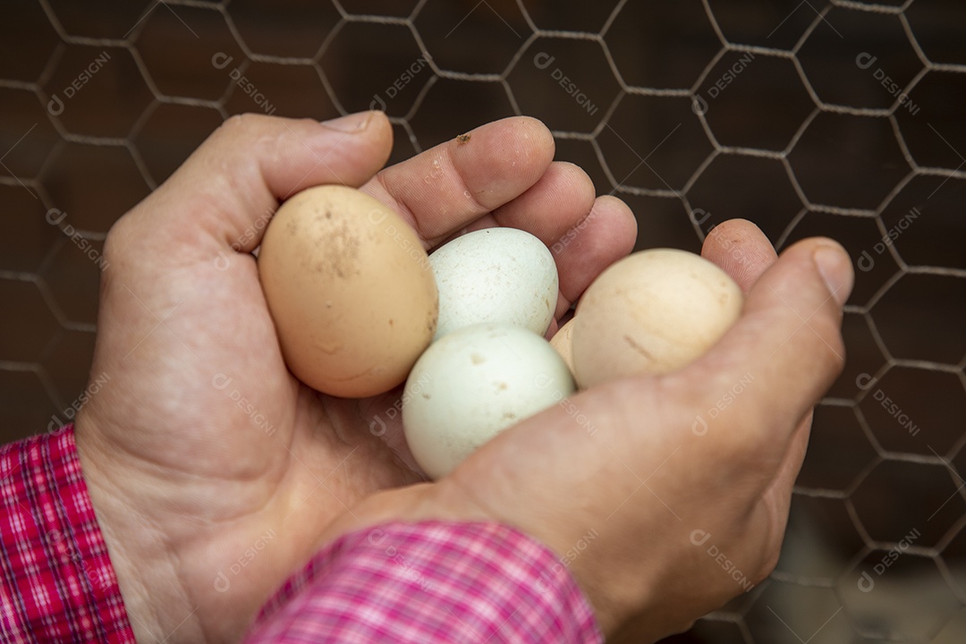 Mãos de agropecuarista segurando ovos caipiras de galinha