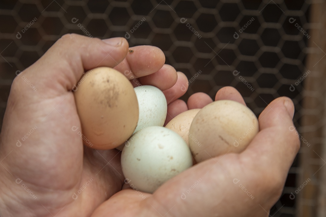 Mãos de agropecuarista segurando ovos caipiras de galinha