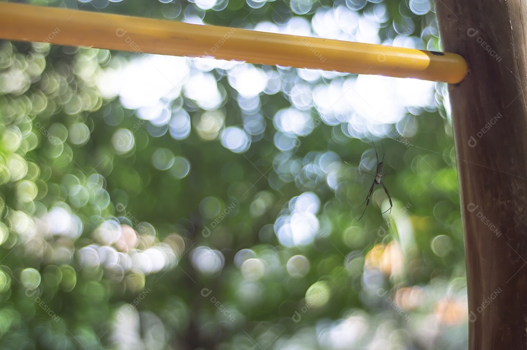 Máquina de musculação manual em uma área de floresta com uma aranha em pé em sua teia.