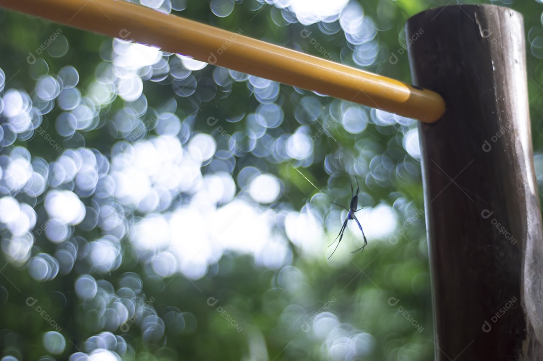 Máquina de musculação manual em uma área de floresta com uma aranha em pé em sua teia.