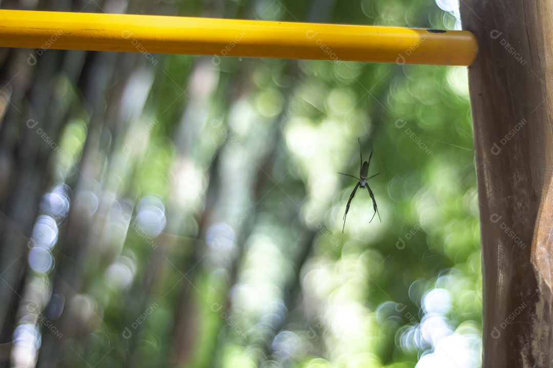 Máquina de musculação manual em uma área de floresta com uma aranha em pé em sua teia.