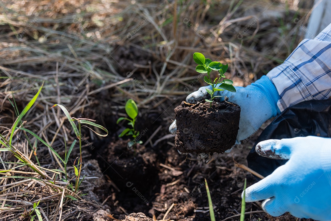 O conceito de plantar árvores manualmente aumenta o oxigênio e ajuda a reduzir o aquecimento global.