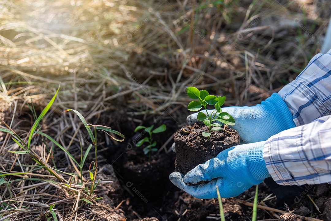 O conceito de plantar árvores manualmente aumenta o oxigênio e ajuda a reduzir o aquecimento global.