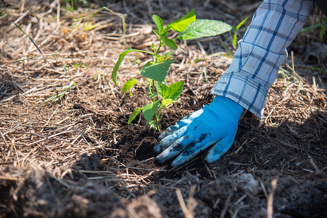 O conceito de plantar árvores manualmente aumenta o oxigênio e ajuda a reduzir o aquecimento global.