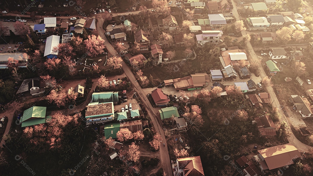 Paisagem de lindas cerejeiras selvagens do Himalaia florescendo flores rosa