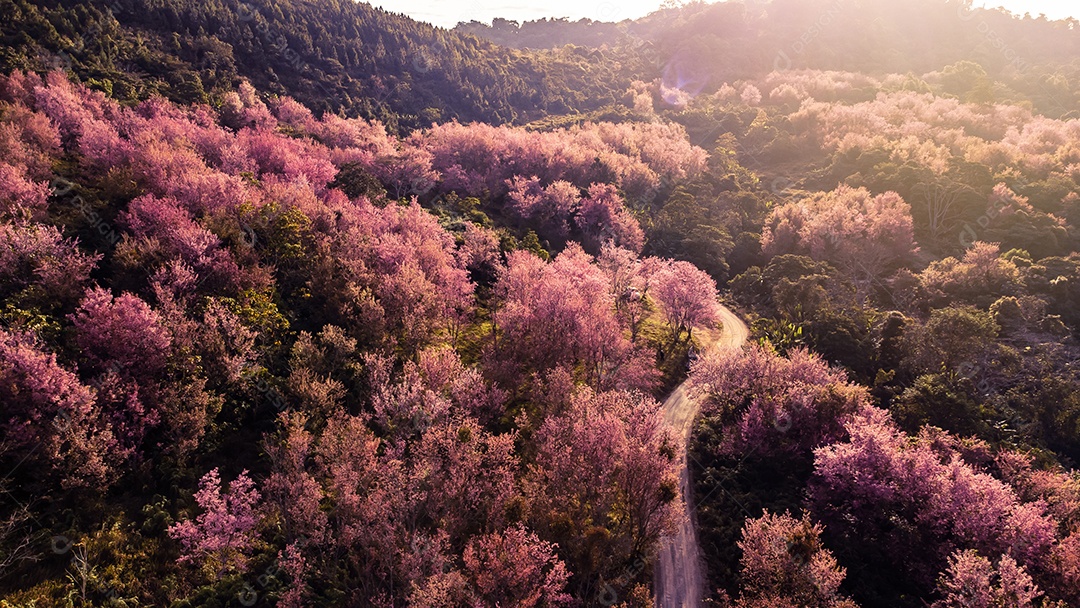 Paisagem de lindas cerejeiras selvagens do Himalaia florescendo flores rosa