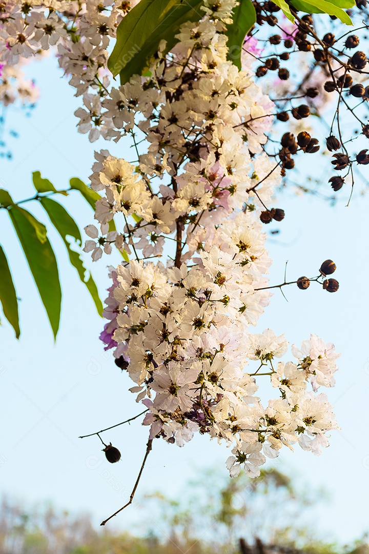 Linda flor de Lagerstroemia floribunda