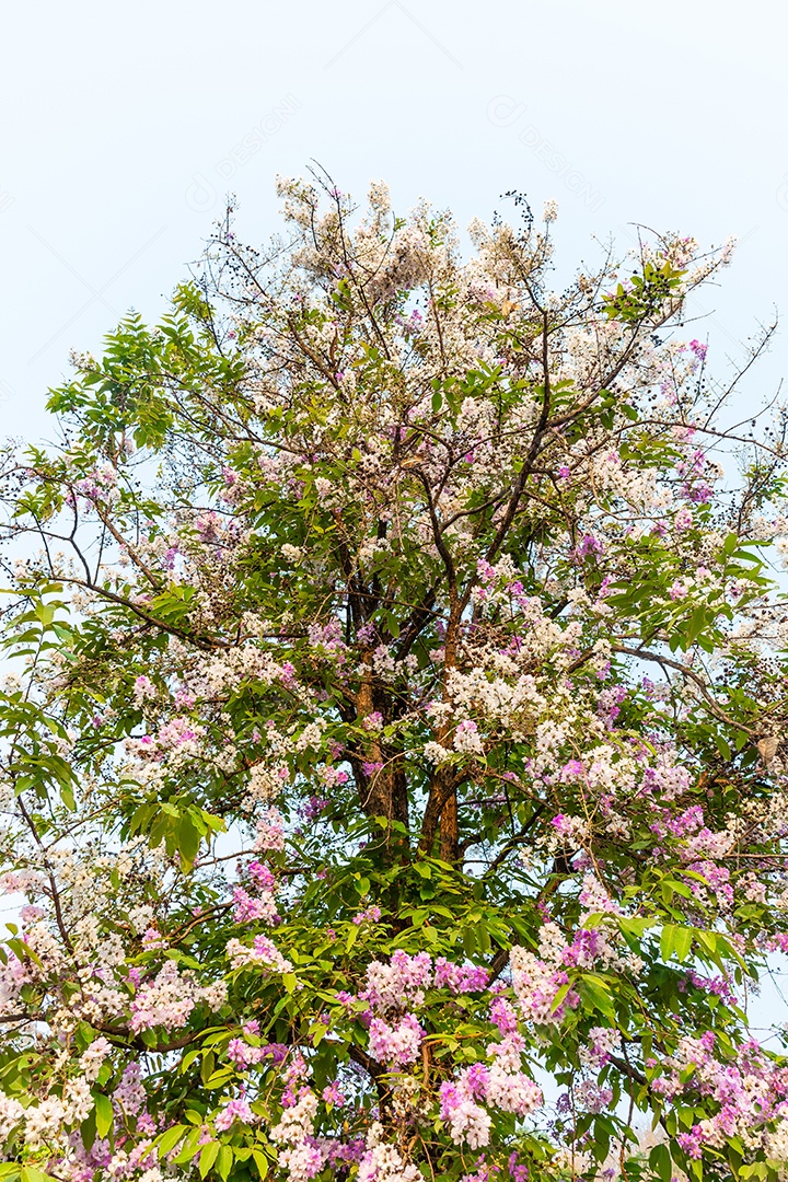 Linda flor de Lagerstroemia floribunda