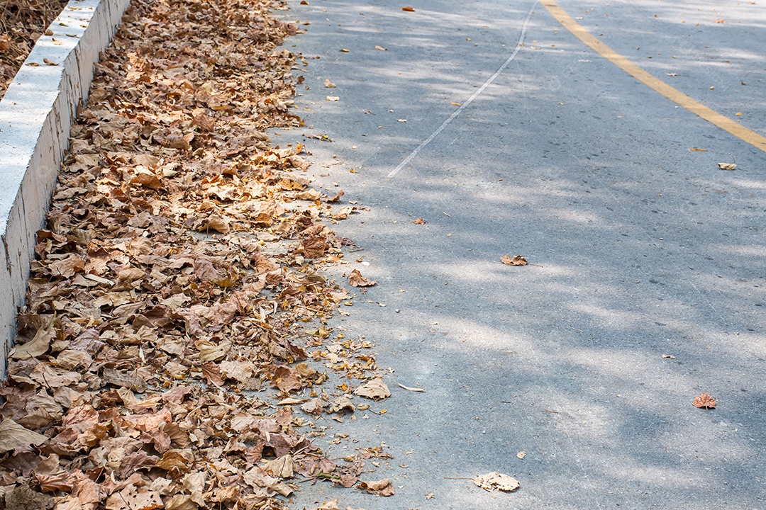 Folhas secas na estrada