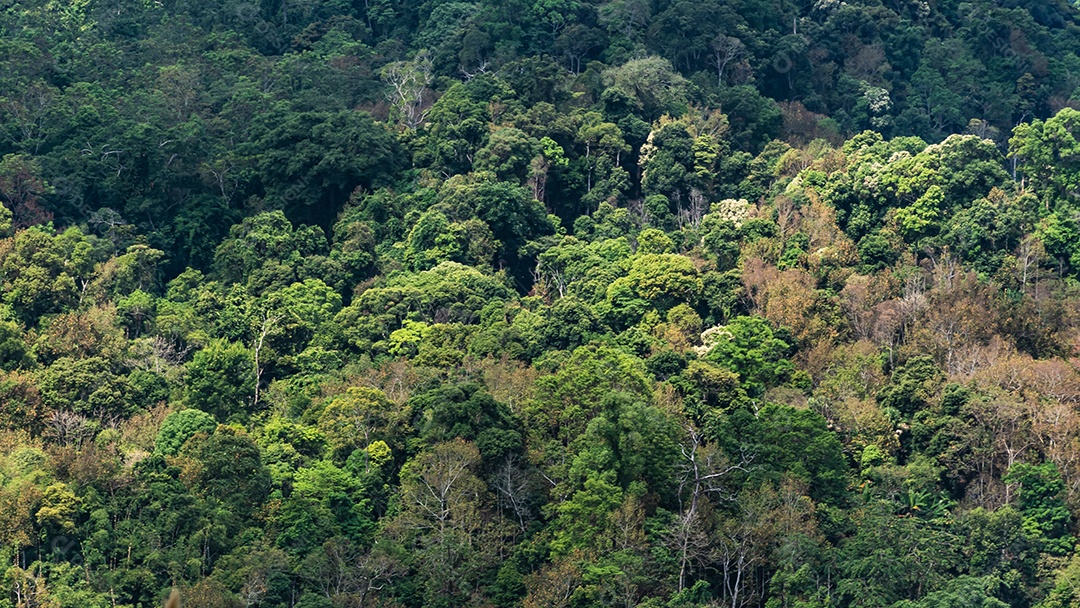 Paisagem de Árvore ou floresta Tailândia