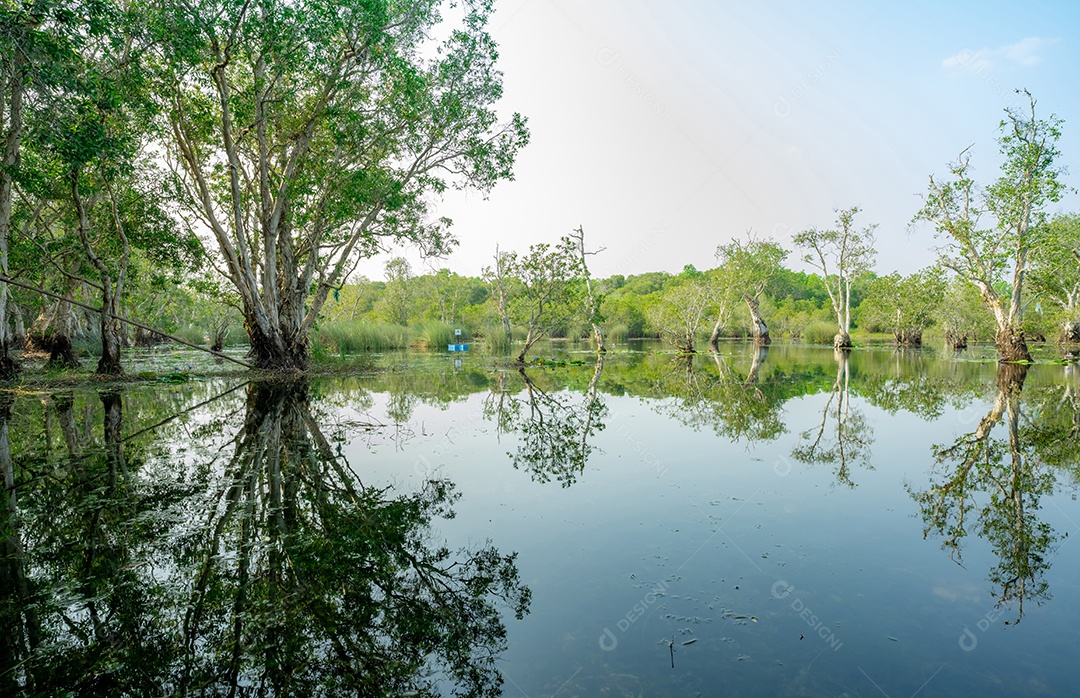 Árvores de samet ou cajepute brancas em florestas pantanosas com reflexos na água